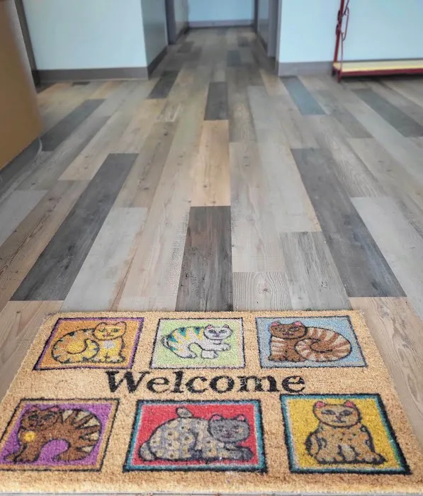 Lighthouse Veterinary Care for Cats 3