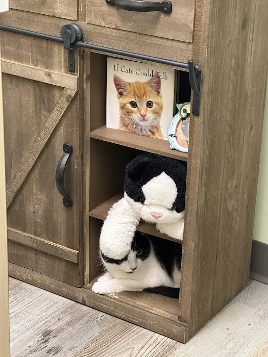 Lighthouse Veterinary Care for Cats 5
