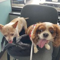 Affordable Veterinary Services of VA ico