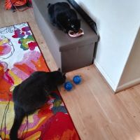 Timberlake Veterinary Hospital ico