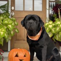 Dr. Hope for Pets ico