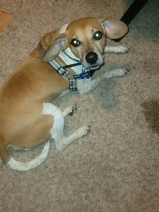 Banfield Pet Hospital 7