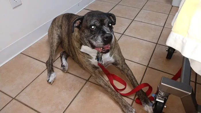 Virginia Beach Veterinary Hospital 3