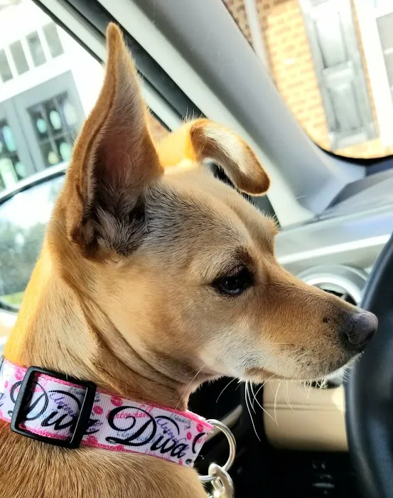 Virginia Beach Veterinary Hospital 8