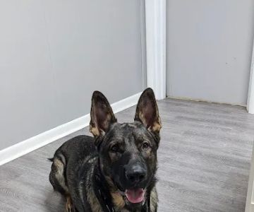 Bayside Veterinary Clinic