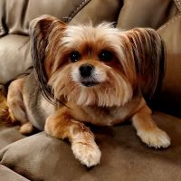 280 Animal Medical Center ico
