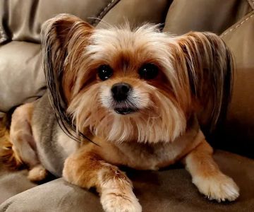 280 Animal Medical Center