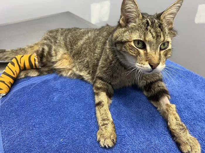 280 Animal Medical Center 12