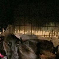280 Animal Medical Center: Crisman Jay DVM ico