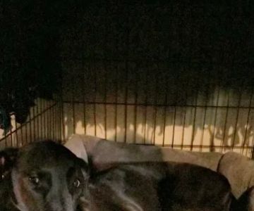 280 Animal Medical Center: Crisman Jay DVM