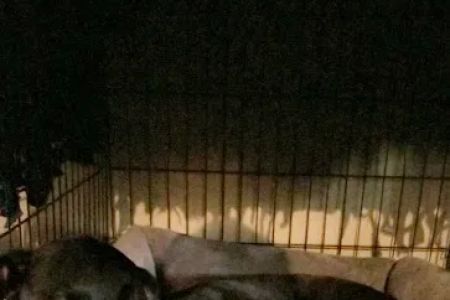 280 Animal Medical Center: Crisman Jay DVM