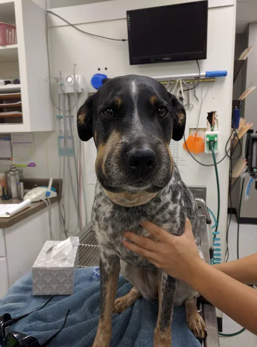 280 Animal Medical Center: Crisman Jay DVM 12