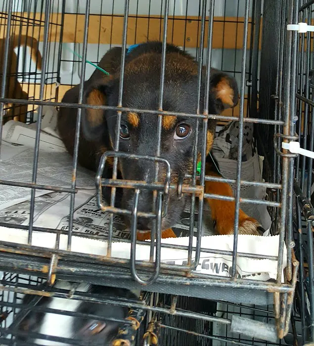 280 Animal Medical Center: Crisman Jay DVM 12