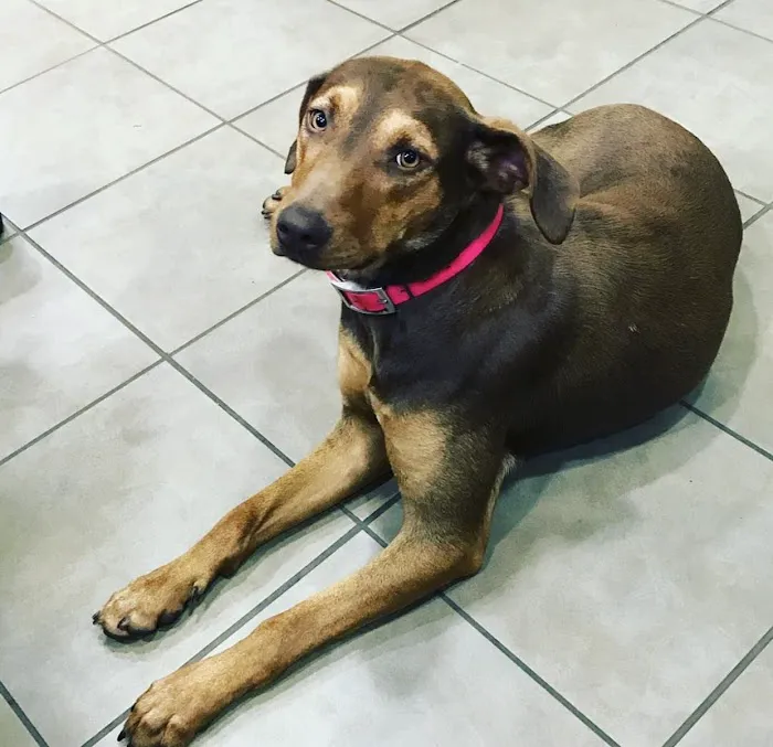 Riverview Animal Clinic 12