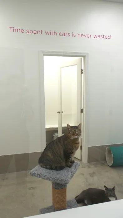 Holmes Feline Clinic 6