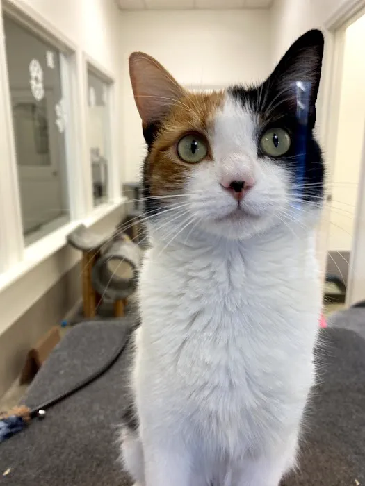 Holmes Feline Clinic 4