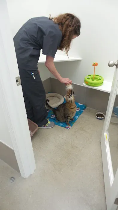 Holmes Feline Clinic 3