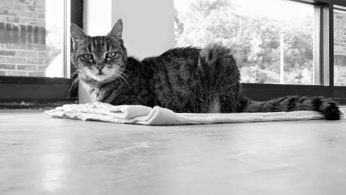 Holmes Feline Clinic 7