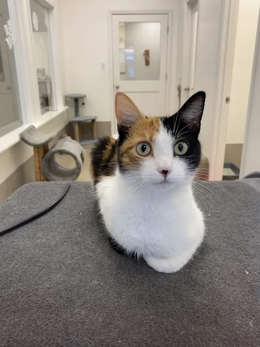 Holmes Feline Clinic 5