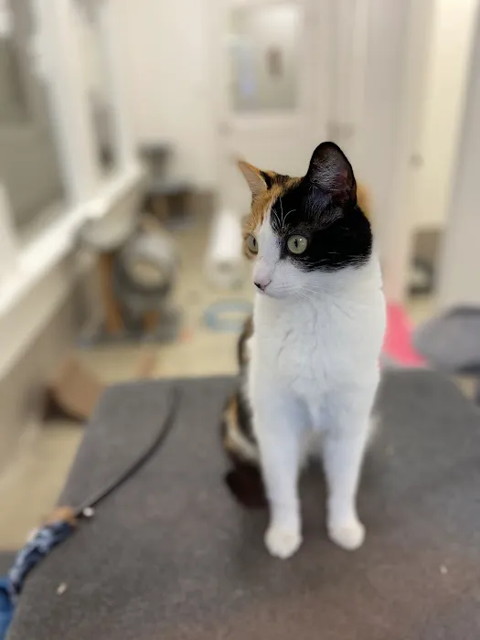 Holmes Feline Clinic 2
