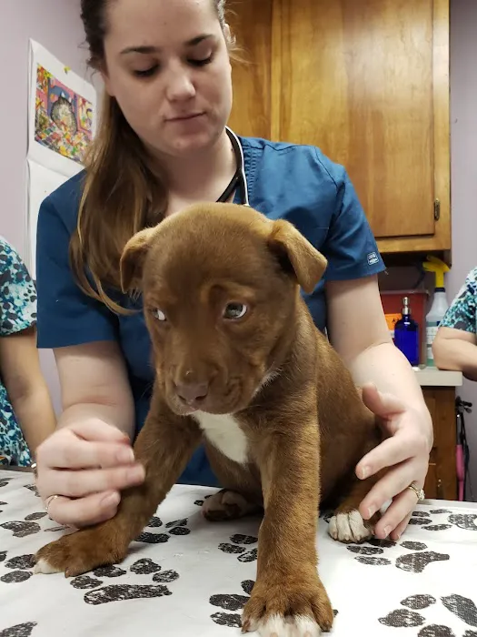 Altadena Valley Animal Clinic 3