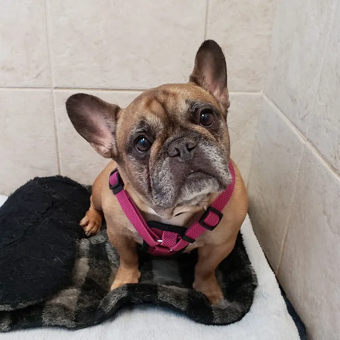 Altadena Valley Animal Clinic 9