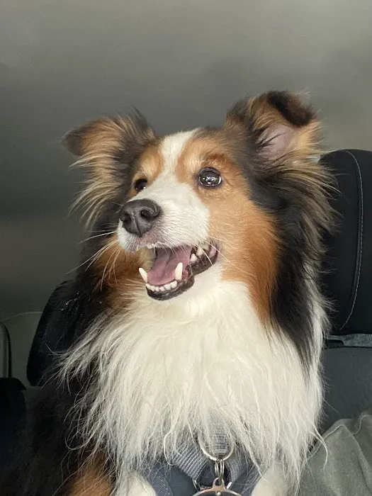 Animal Dental Specialists 7