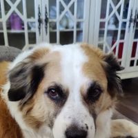 Animal Dental Specialists ico