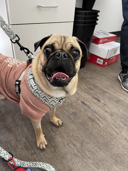 Animal Dental Specialists 8