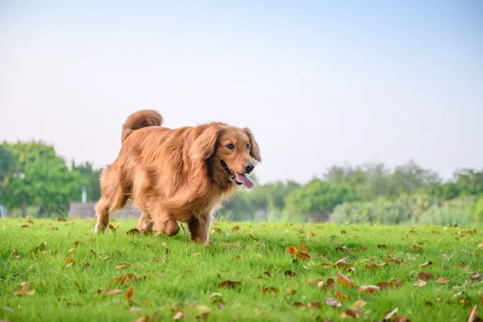 Rocky Ridge Animal Clinic & Pet Hotel 5
