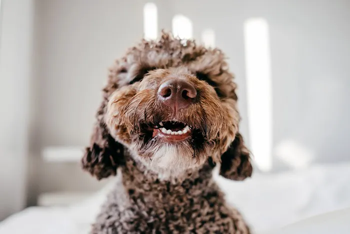 Rocky Ridge Animal Clinic & Pet Hotel 3