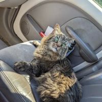 Advanced Veterinary Care of Vestavia ico