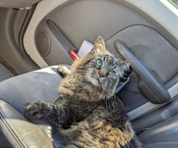 Advanced Veterinary Care of Vestavia