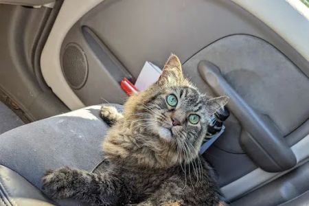 Advanced Veterinary Care of Vestavia