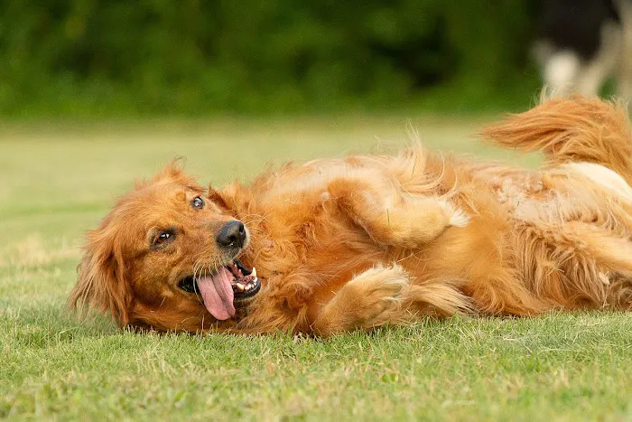 Advanced Veterinary Care of Vestavia 12