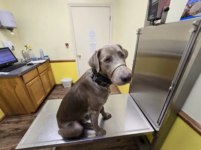 Platt Springs Road Animal Clinic 12