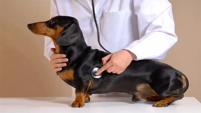 Platt Springs Road Animal Clinic 12