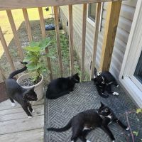 Platt Springs Road Animal Clinic ico