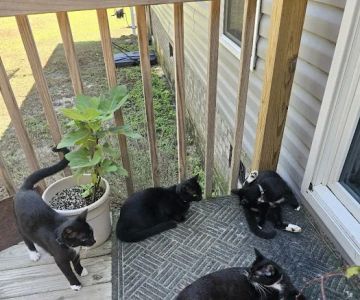 Platt Springs Road Animal Clinic