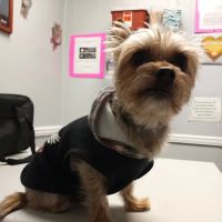 Pet-Vac Animal Hospital ico