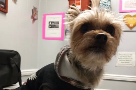 Pet-Vac Animal Hospital
