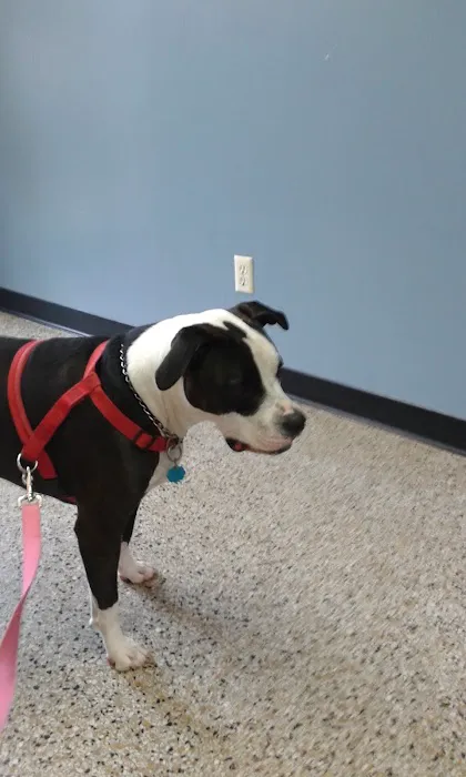 St Andrews Animal Clinic 12