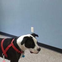 St Andrews Animal Clinic ico