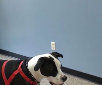 St Andrews Animal Clinic