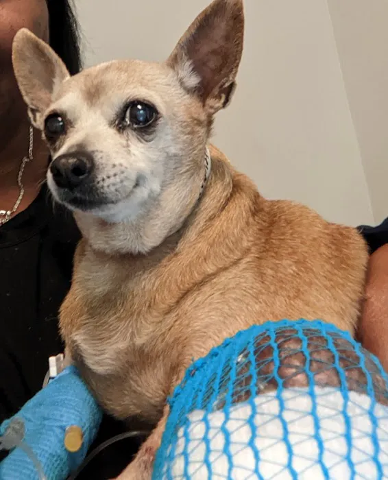 Banks Animal Hospital 12