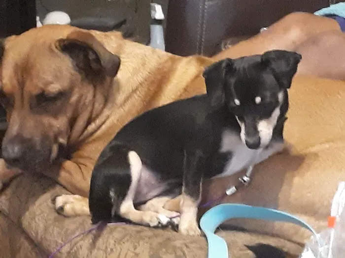 Banfield Pet Hospital 12