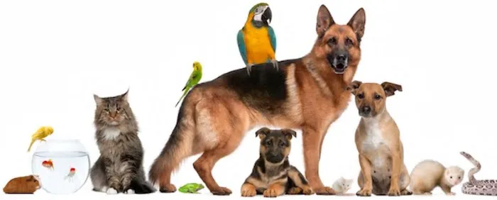 New Orleans Canine Reproduction Clinic 12