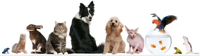 New Orleans Canine Reproduction Clinic 12