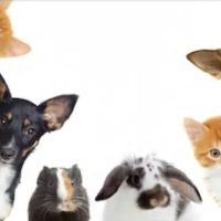 New Orleans Canine Reproduction Clinic ico