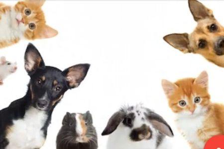 New Orleans Canine Reproduction Clinic